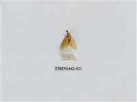 藏品(淡白凹苔蛾)的圖片